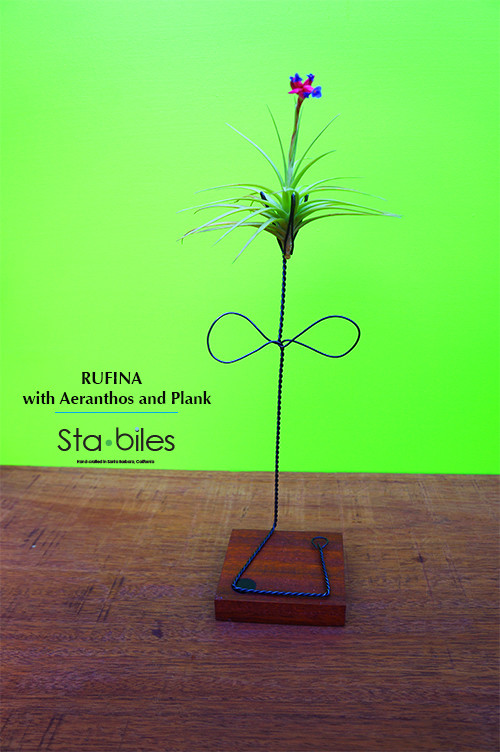 RUFINA with Aeranthos