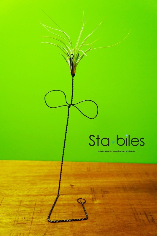 RUFINA with Stricta Hard Leaf