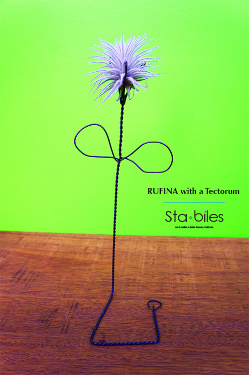 RUFINA with Tectorum
