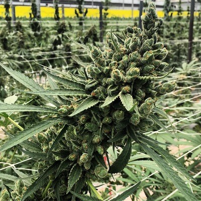 Tsi Fly  LIMITED EDITION