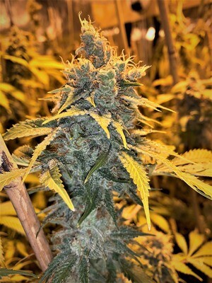 Cherry White