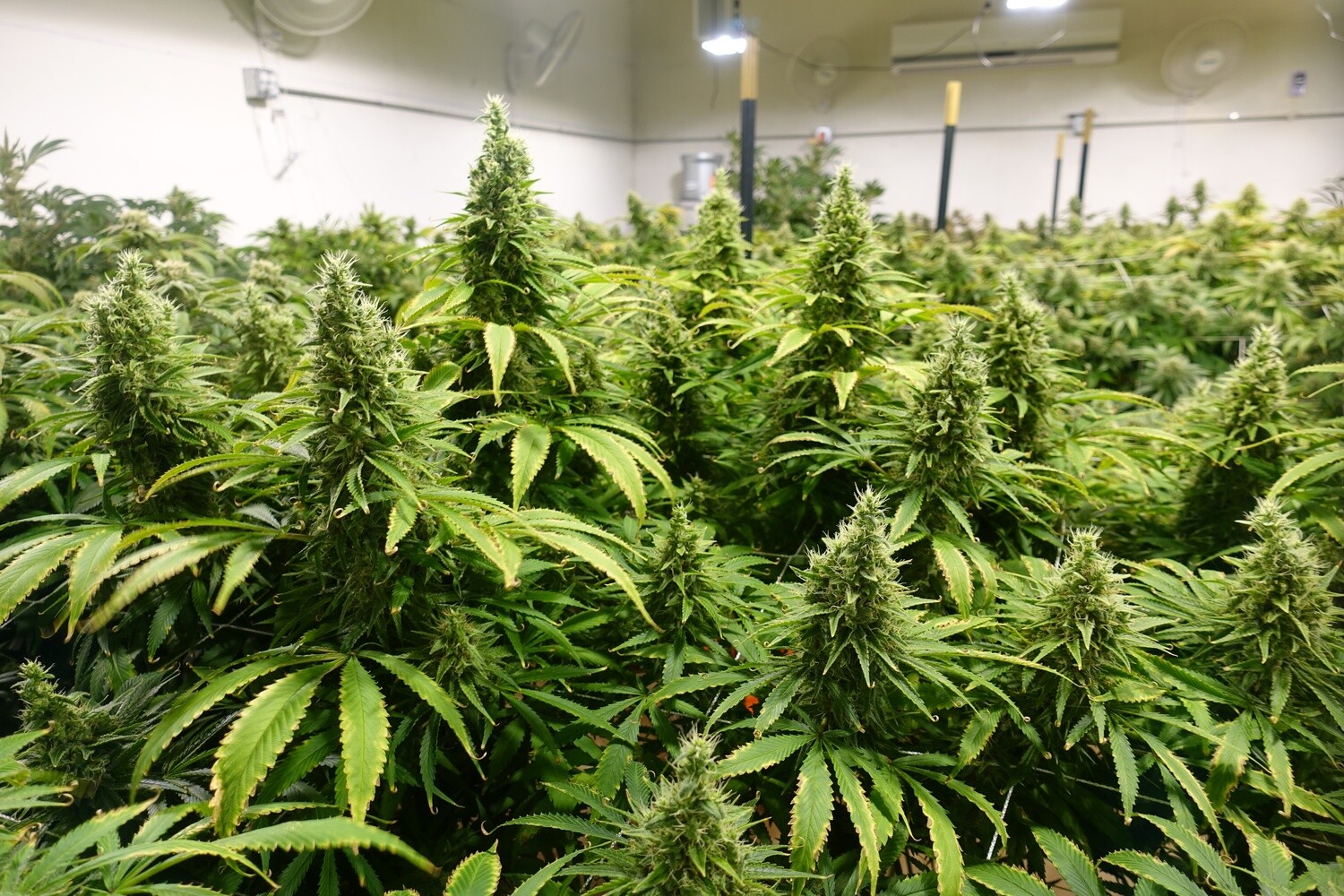 Limon y Pina#3 (Pineapple pheno)