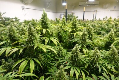 Limon y Pina#3 (Pineapple pheno)