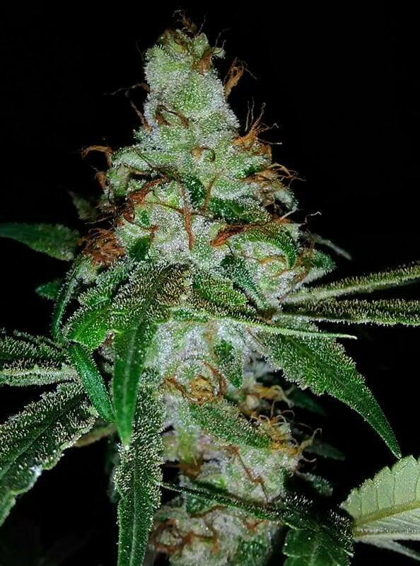 Pink Gorilla