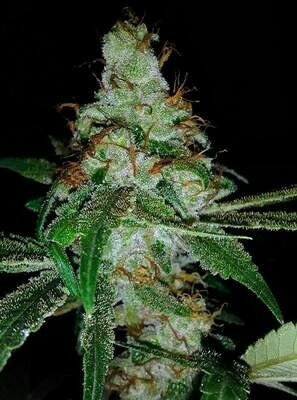 Pink Gorilla