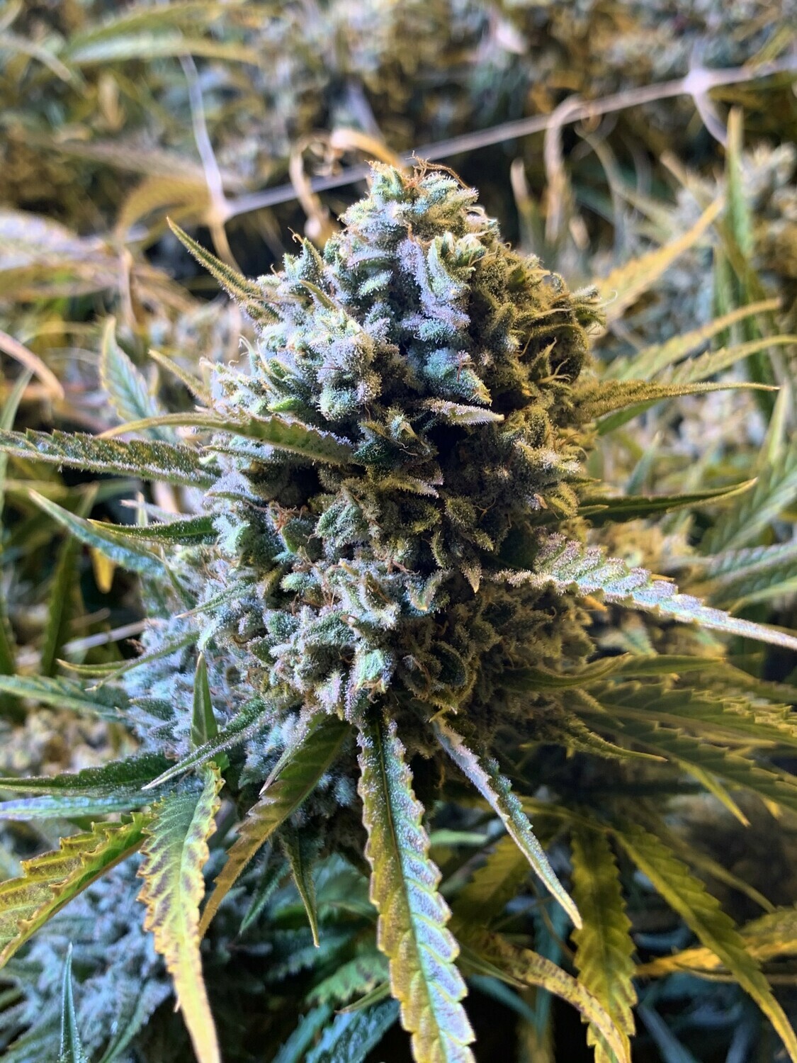 Frosted Watermelon