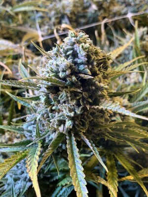 Frosted Watermelon