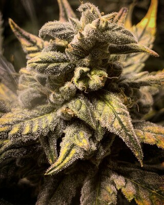 Frosted Skywalker