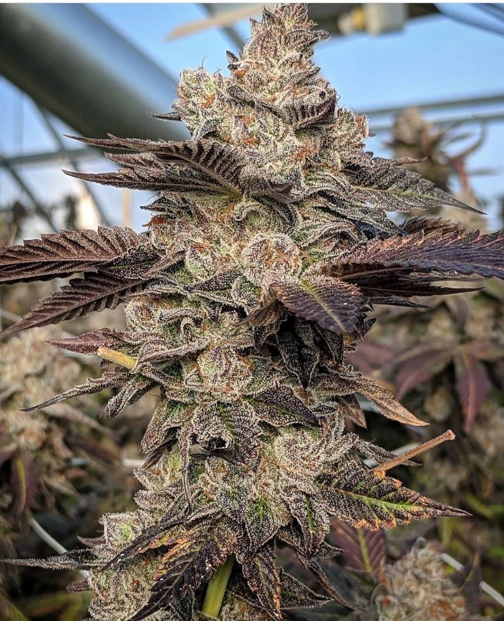 Gelato S1 - 6 Pack