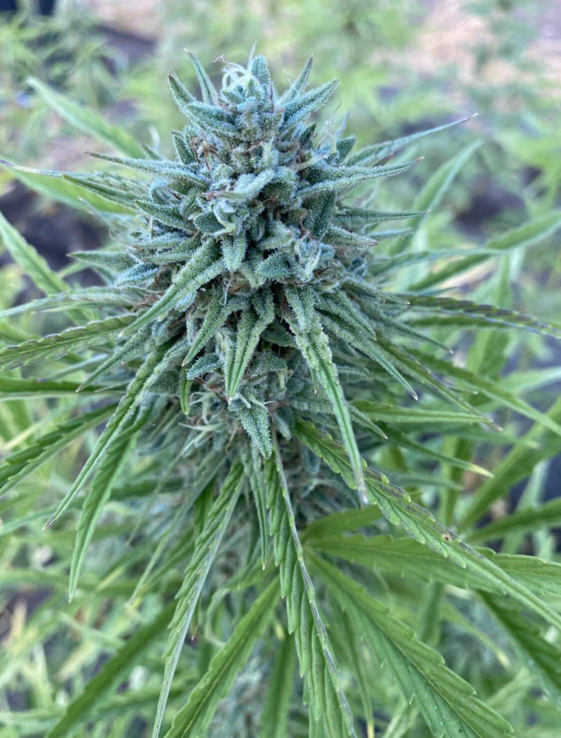 Cantaloupe Kush