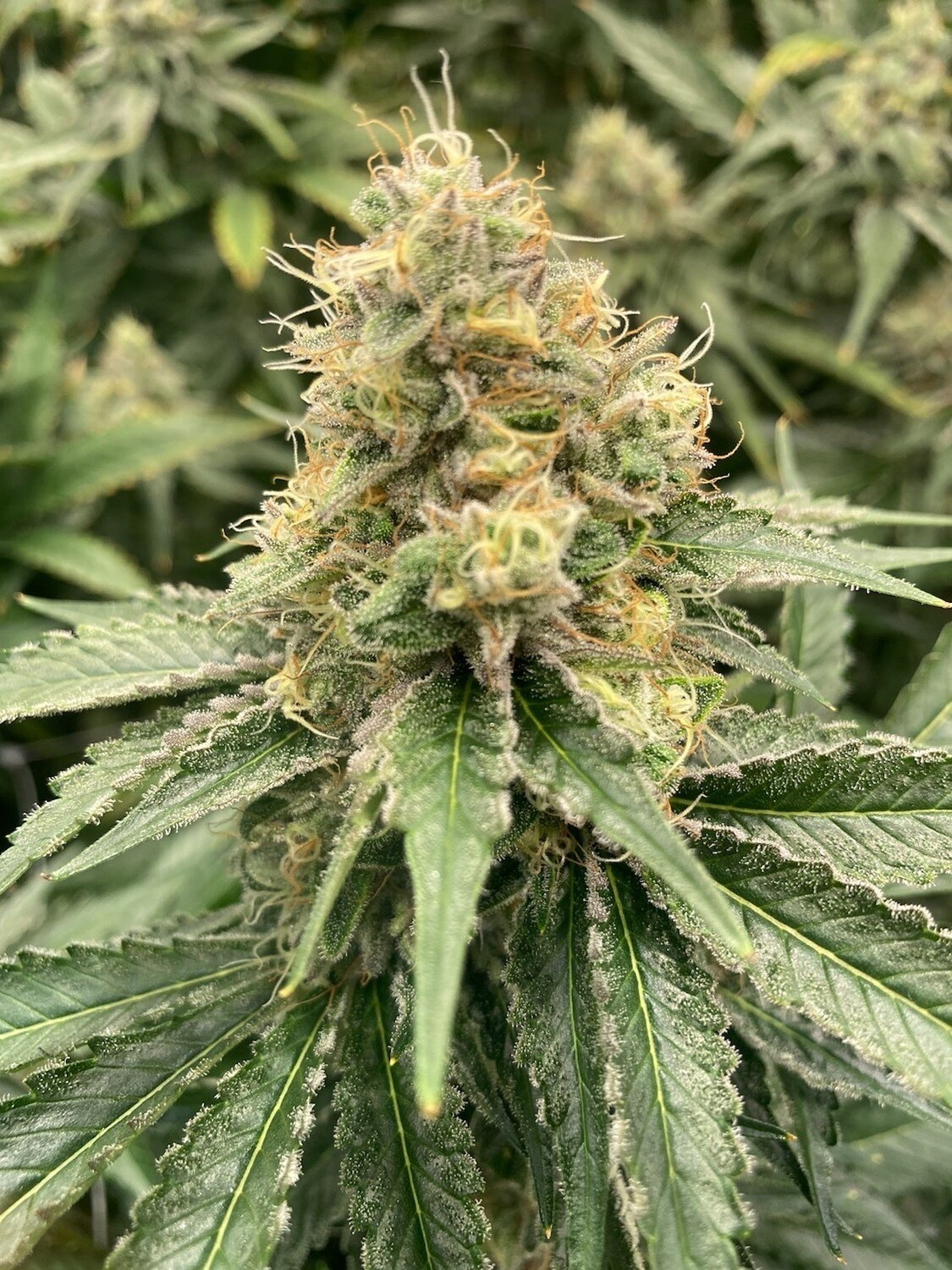 Strawberry Guava - Auto