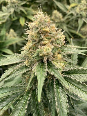 Strawberry Guava - Auto