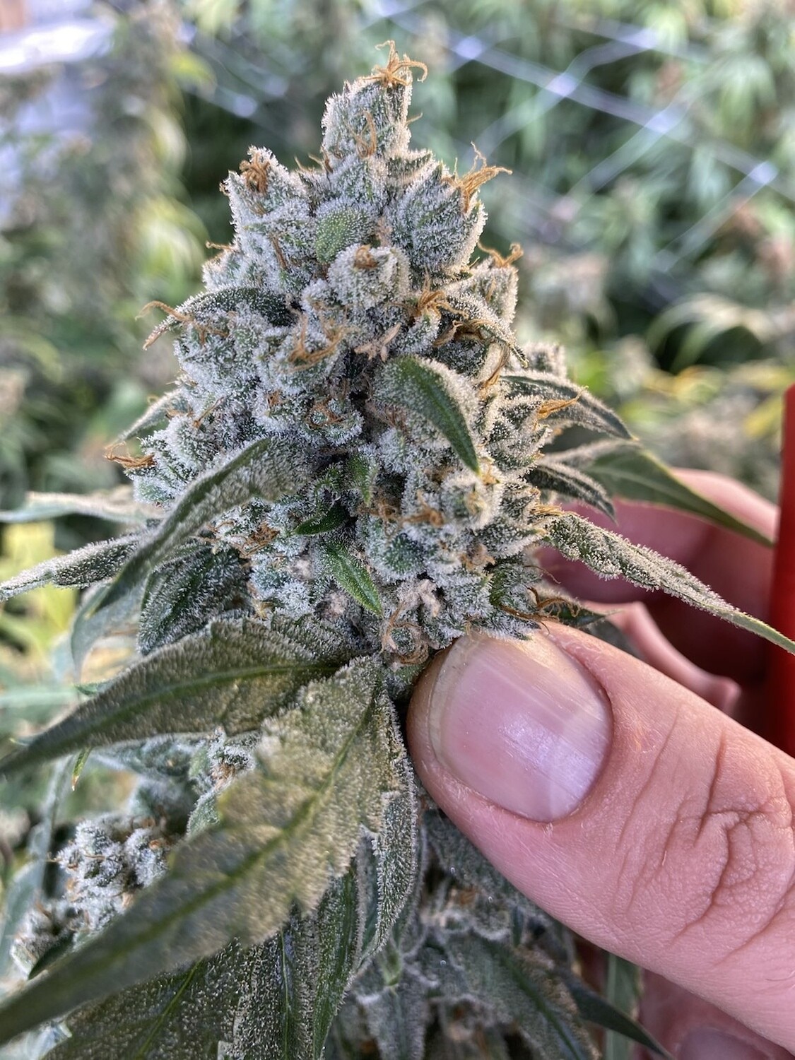 Frosted Guava Auto