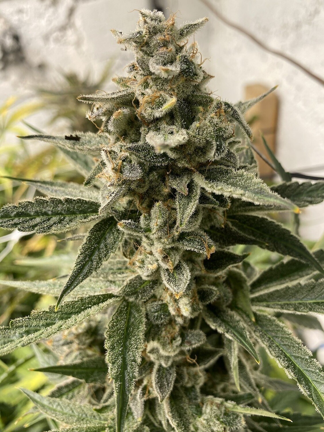 Kushy Chem - Auto