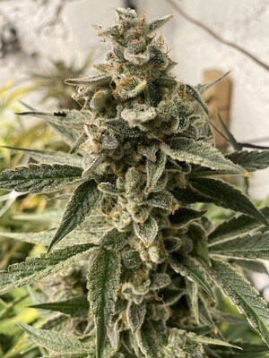 Kushy Chem - Auto