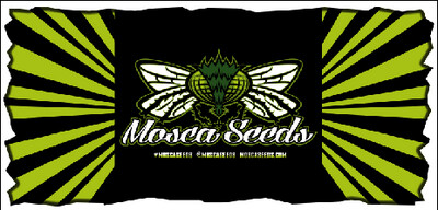 Mosca