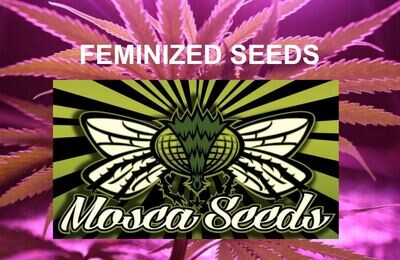 Mosca&#39;s Feminized Seeds