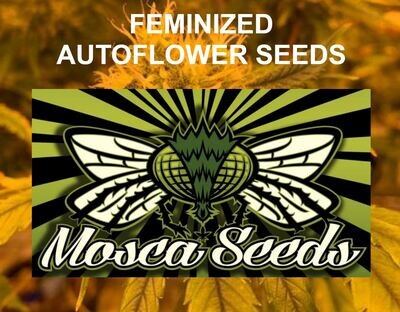 Feminized AutoFlower