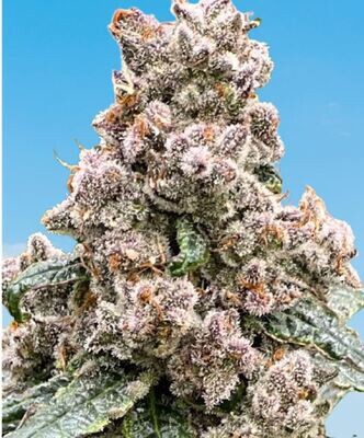 Frosted Raspberries S1 - 6 Pack