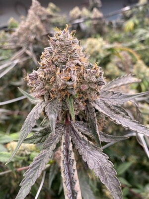 Gummy Bears- Auto