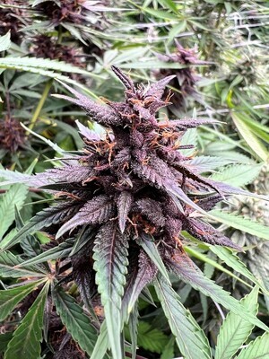 Neon Gummyz- Auto