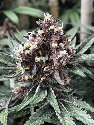 Raspberry Pie (Ice Pie x Raspberry Boogie) - 6 Pack