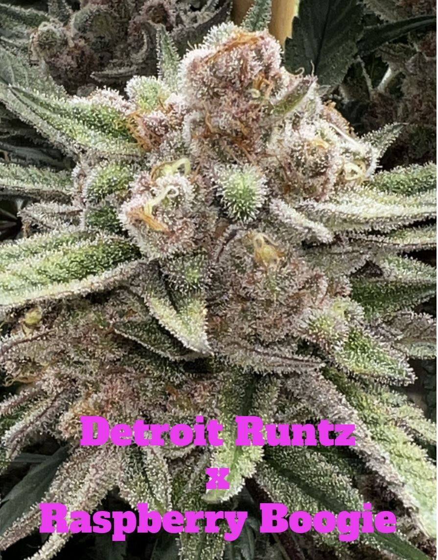 Raspberry Runtz (Detroit Runtz x Raspberry Boogie) 3 Pack