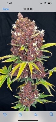 Raspberry Ripple (Sherbert Ripple x Raspberry Boogie) - 6 Pack