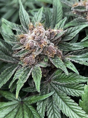 Forbidden Boogie (Forbidden Zkittlez x Raspberry Boogie) 6 Pack