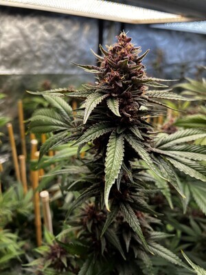 Raz-Boola (Raspberry Sherbert x Raspberry Boogie) - 6 Pack