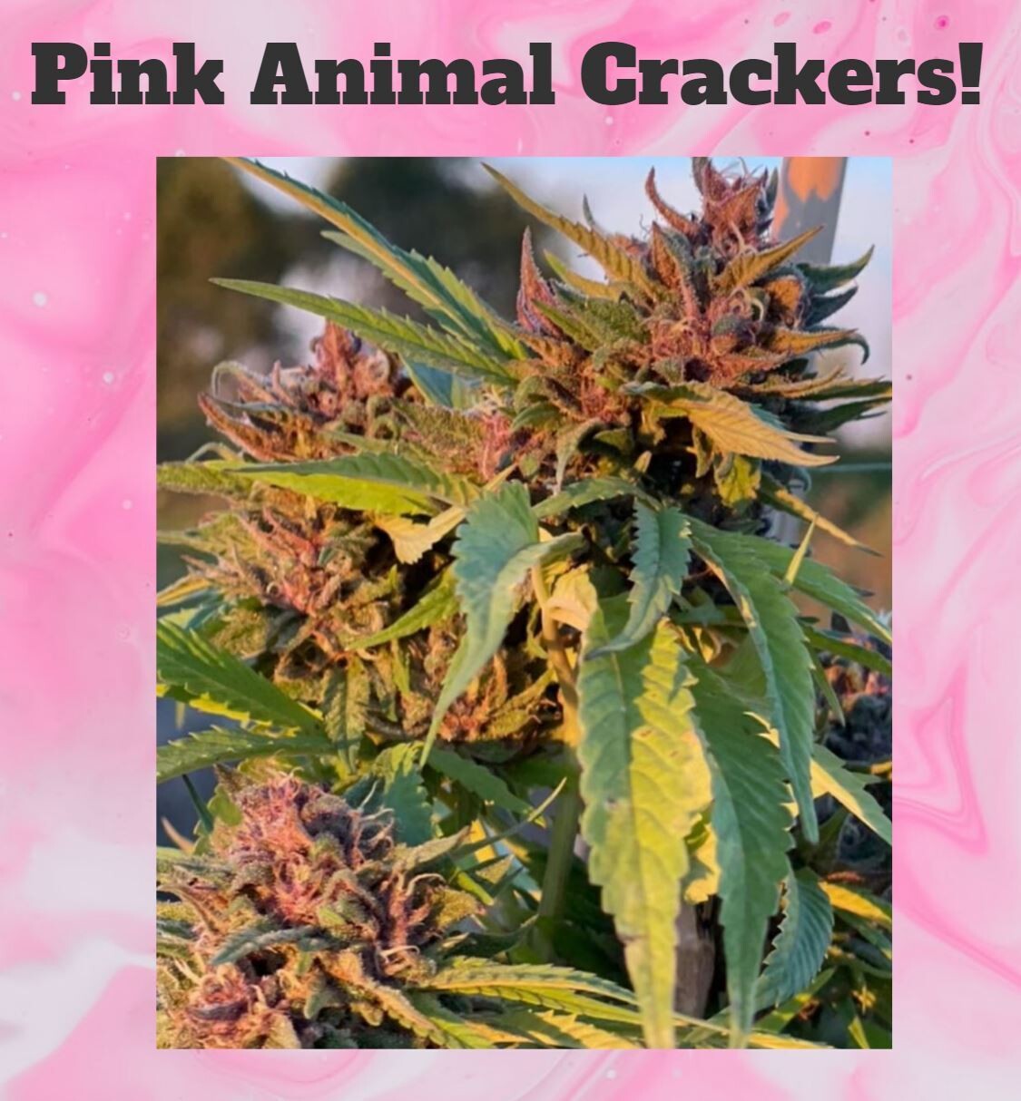 Pink Animal Crackers S1 - 6 Pack