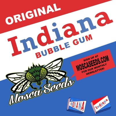 Indiana Bubble Gum