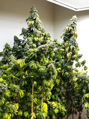 Indiana Bubble Gum BX