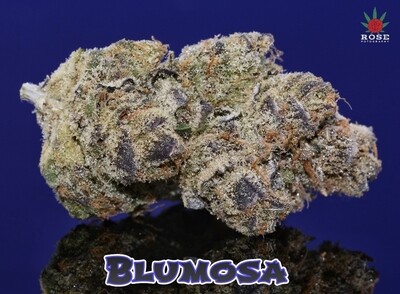 Blumosa S1 - 6 Pack