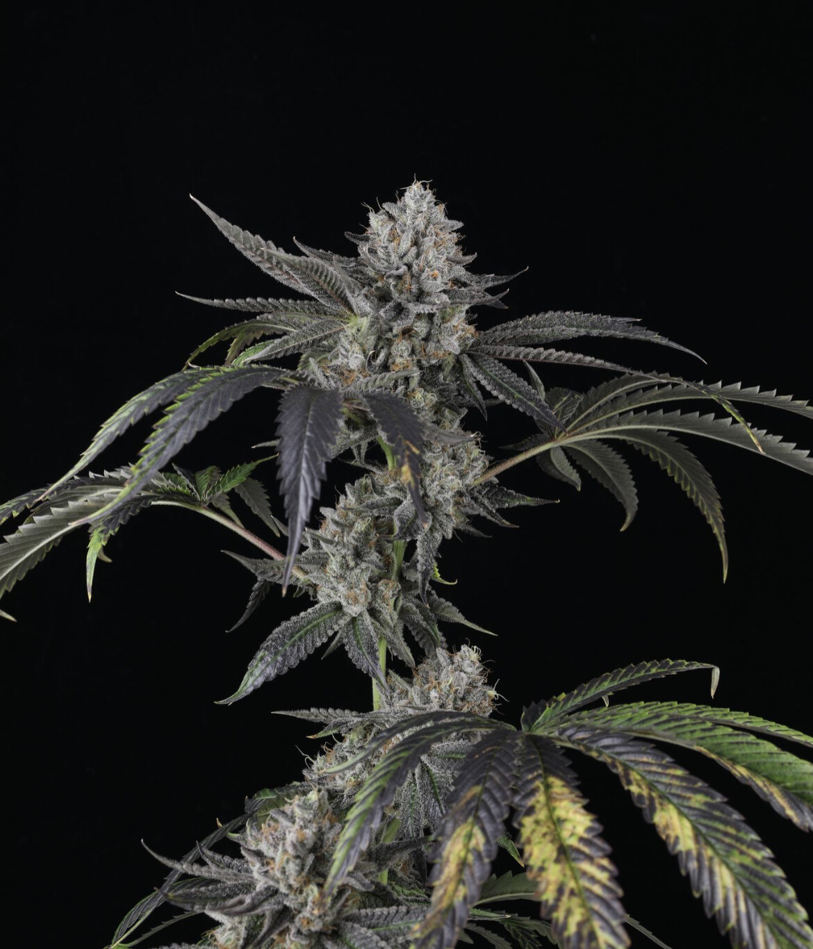 Strawberry Sky Gelly -Auto