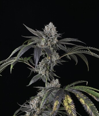 Strawberry Sky Gelly -Auto