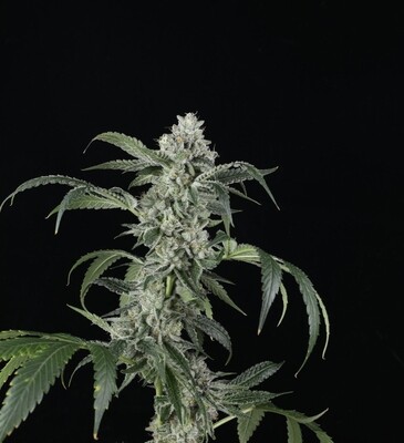 Larry Bubba Gelly - Auto