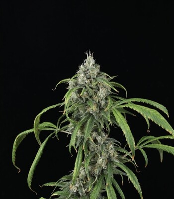 Mango Sky - Auto