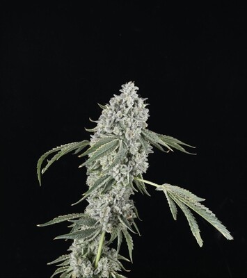 Chem Sweat Gelly - Auto