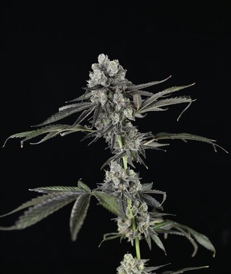 Tres Grapes Sky - Auto