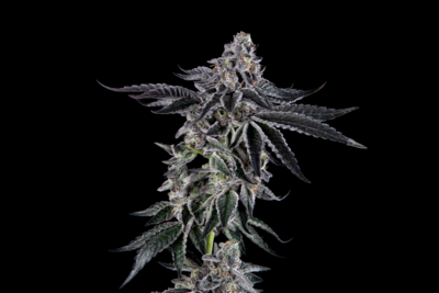 Sugar Fly - Loud/Mosca Collab - 6 Seeds
