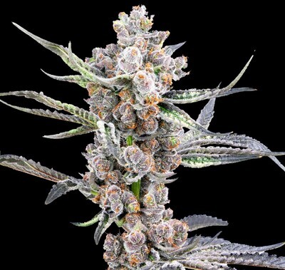 BlackOut - Auto