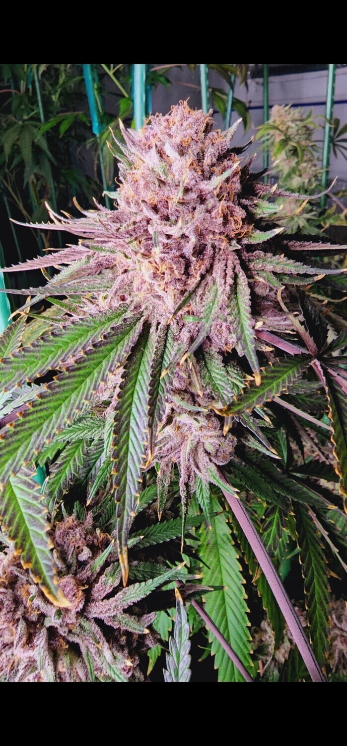 Runtz de Frutas -6 Pack