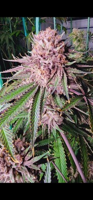 Runtz de Frutas -6 Pack
