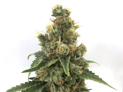 Cherry Soda Syrup- Auto