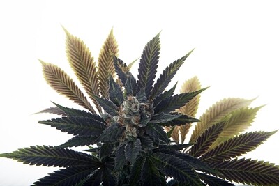 Banana Grape Soda- Auto