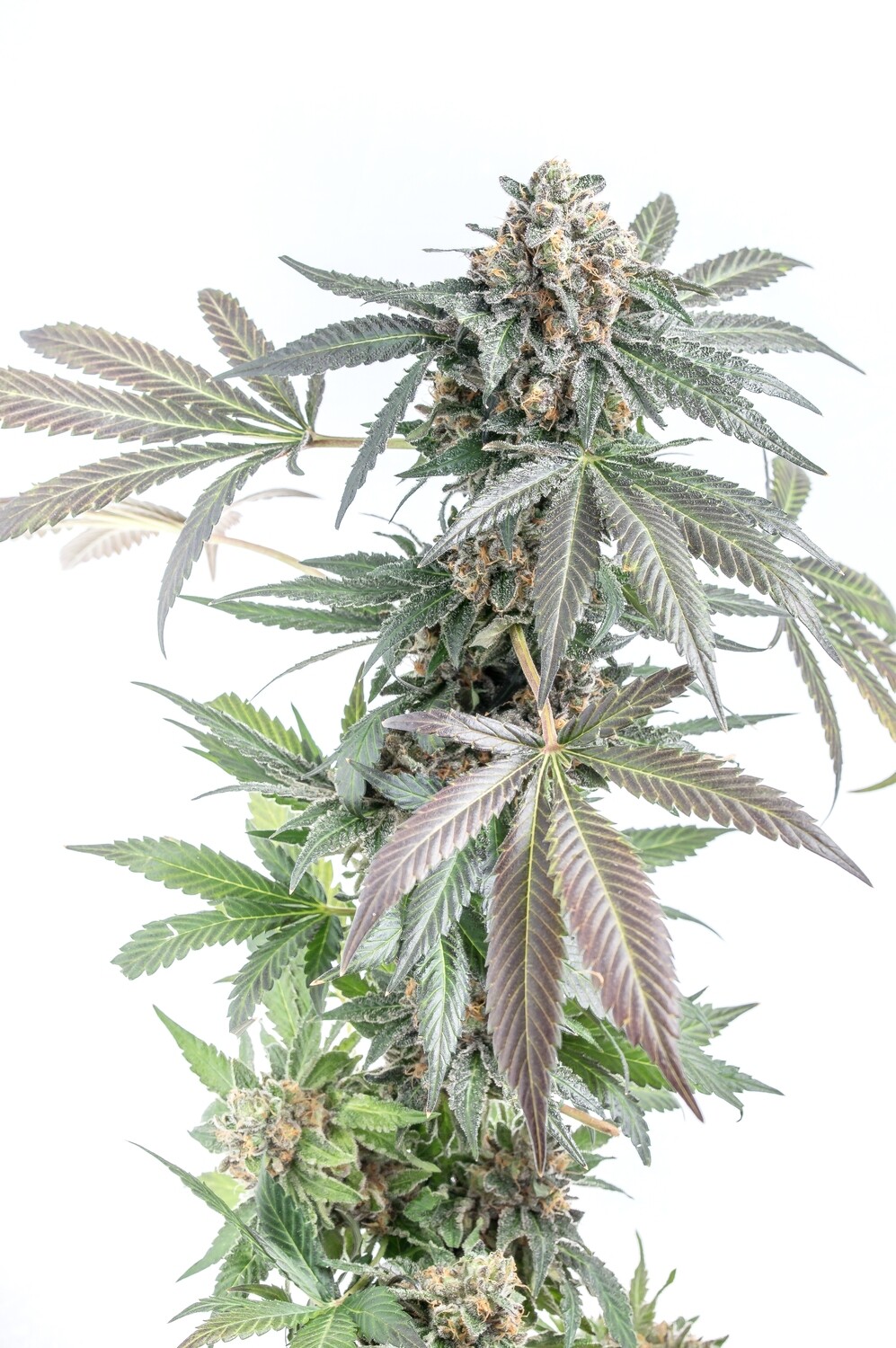 Gorilla Cookie Cakes- Auto