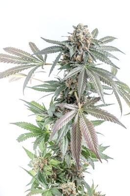 Gorilla Cookie Cakes- Auto