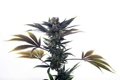 Biscotti Ice Cream - Auto