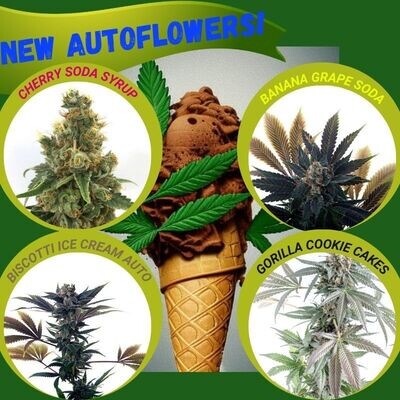 Mosca Ice Cream Autos